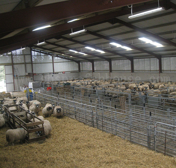 Prefabricated steel sheep farm